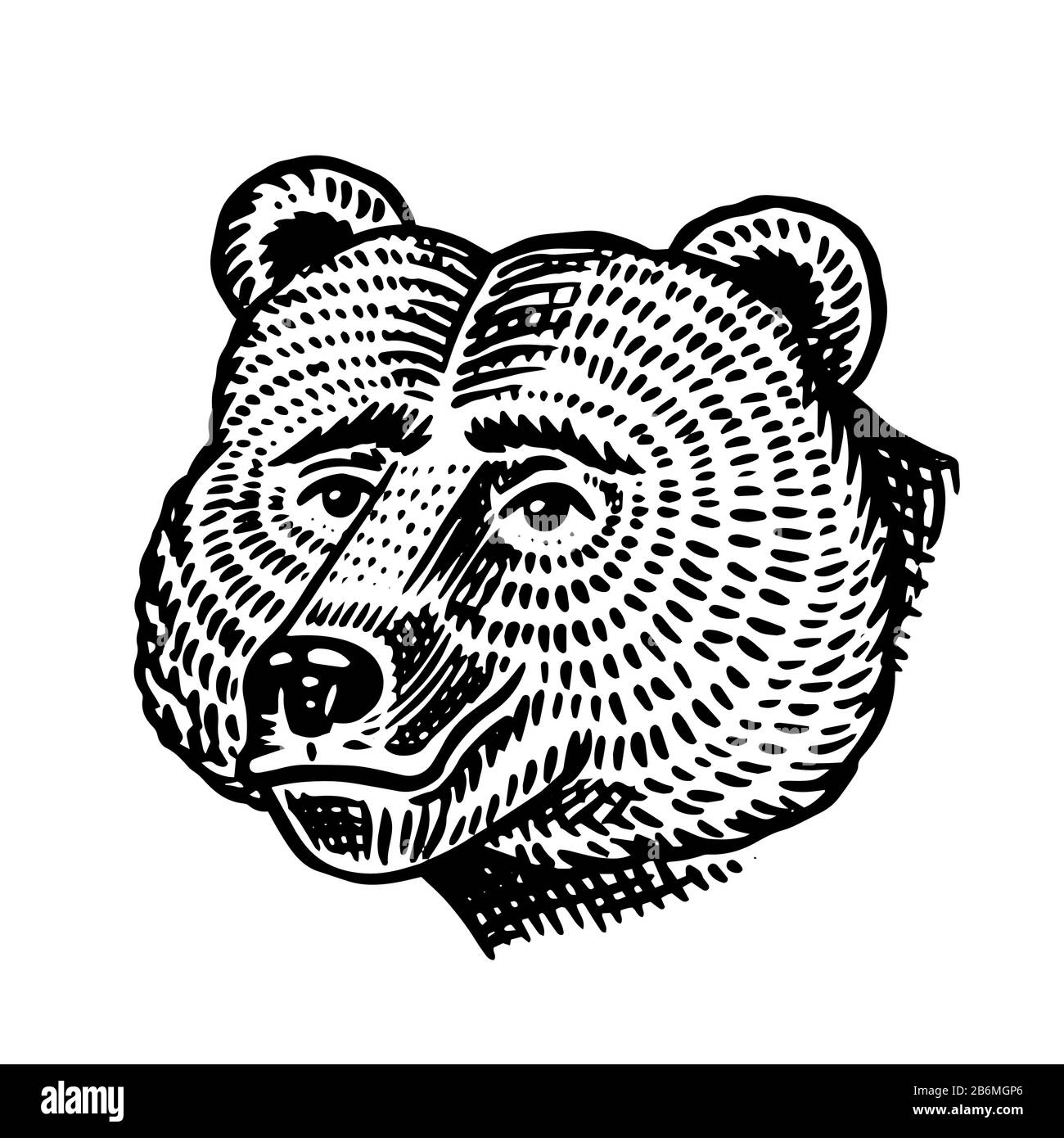 Grizzly. Animal sauvage brun. Ancienne esquisse gravée à la main pour T-shirt, tatouage ou étiquette ou affiche. Le visage de la bête forestière. Vue de face Illustration de Vecteur