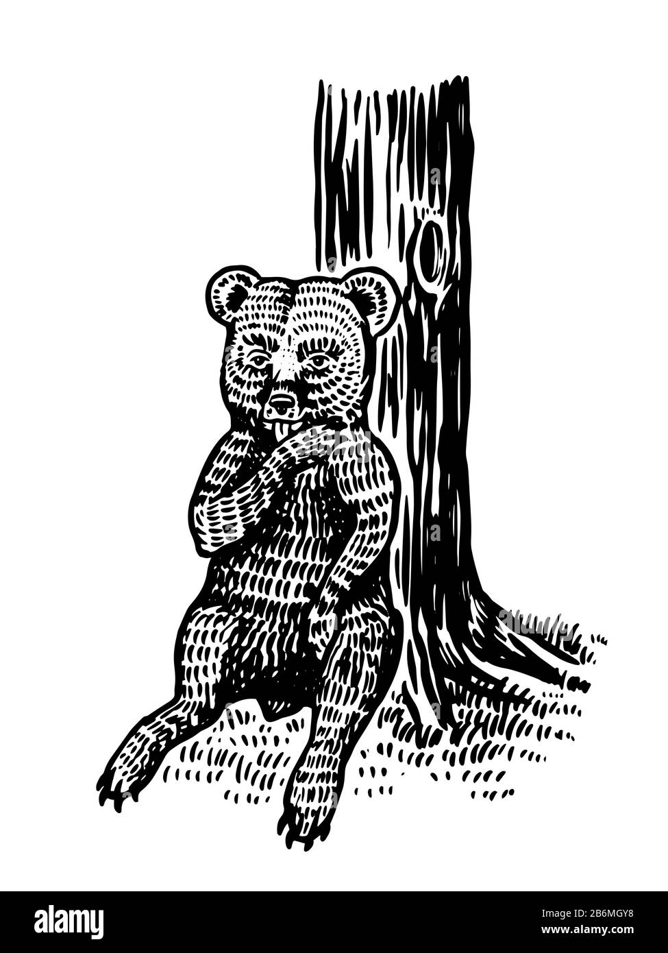 Bébé petit ours assis près de l'arbre et réglisse sa patte. Grizzli sauvage brun. Ancienne esquisse gravée à la main pour T-shirt, tatouage ou étiquette ou affiche Illustration de Vecteur
