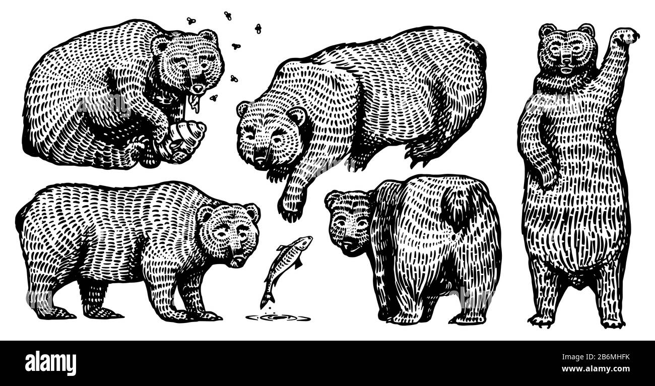 Jeu de grizzlis. Collection d'animaux sauvages bruns de chasse dans différentes poses. Ancienne esquisse gravée à la main pour T-shirt, tatouage ou étiquette ou affiche Illustration de Vecteur