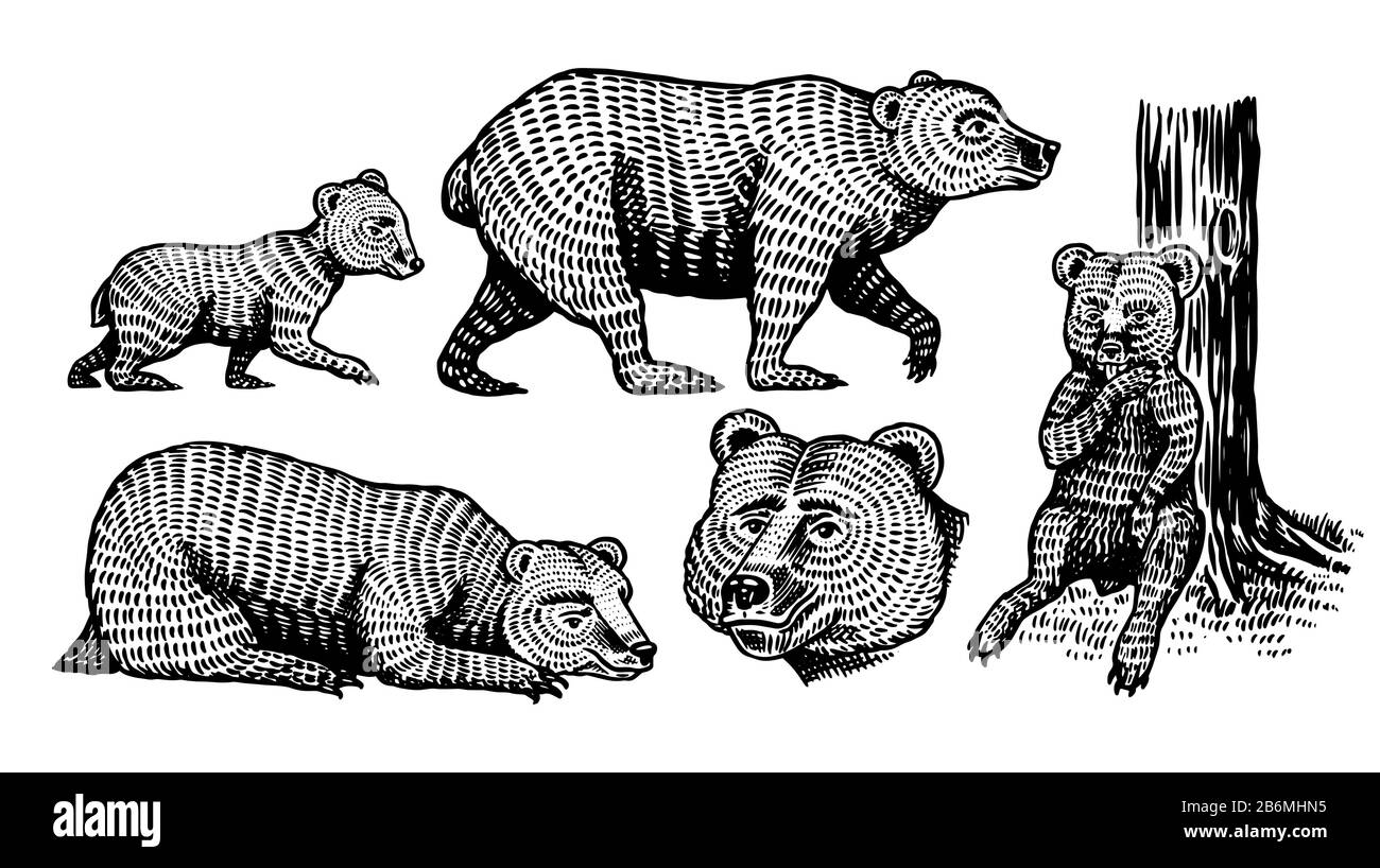 Jeu de grizzlis. Collection d'animaux sauvages bruns de chasse dans différentes poses. Ancienne esquisse gravée à la main pour T-shirt, tatouage ou étiquette ou affiche Illustration de Vecteur