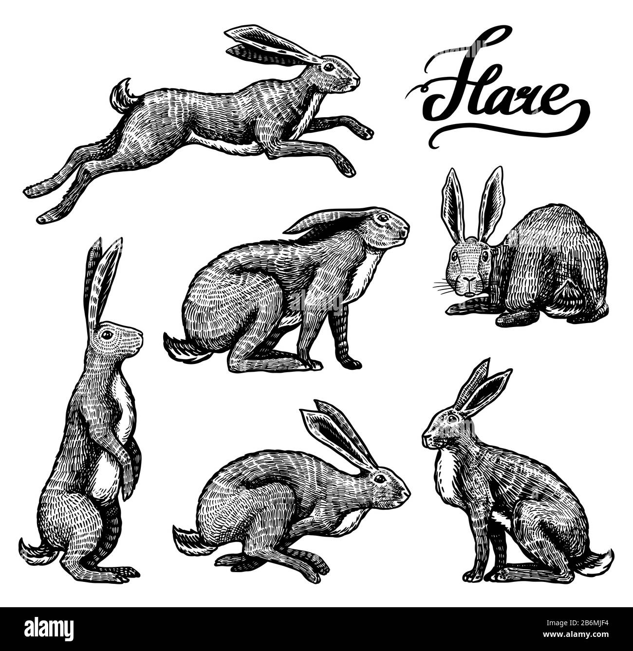 Jeu de lièvres sauvages. Les lapins sont assis et sautant. Collection Forest bunny ou coney. Ancienne esquisse gravée à la main pour T-shirt, tatouage ou étiquette ou Illustration de Vecteur