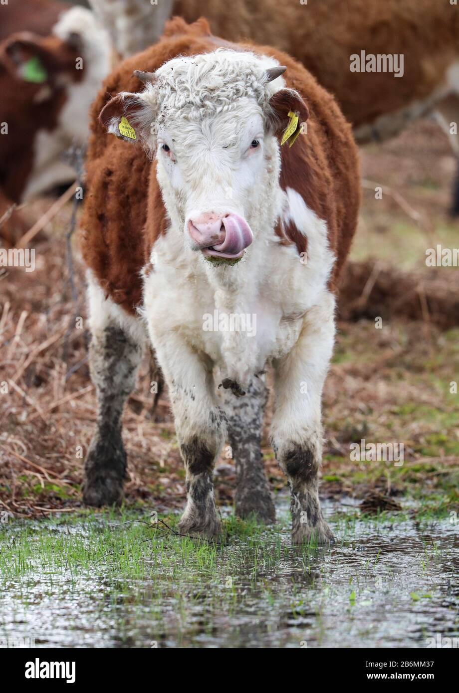 Une vache dans la Nouvelle forêt avec sa langue vers le haut de son nez Banque D'Images