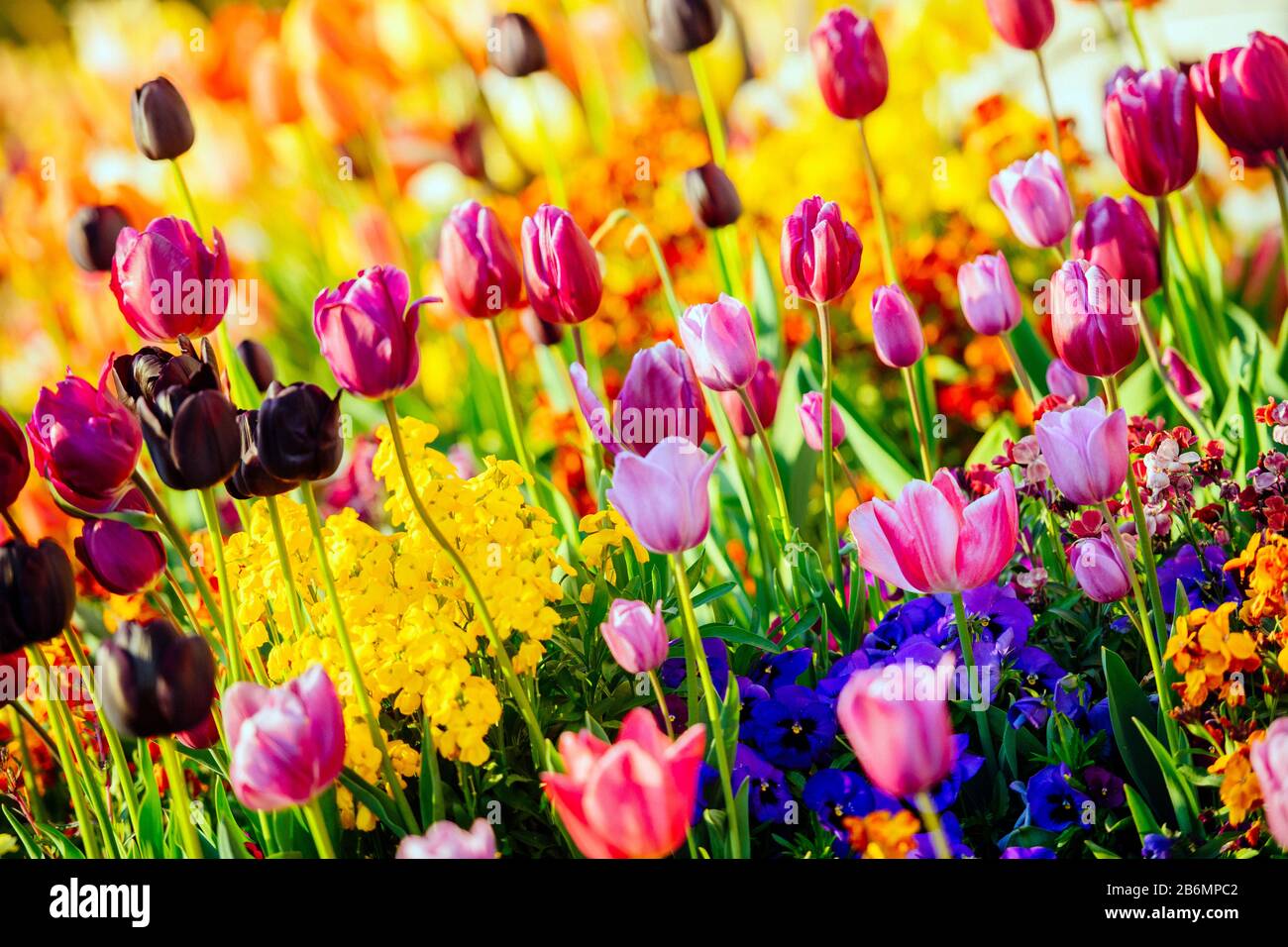 Gros plan sur les tulipes, Victoria (Colombie-Britannique), Canada Banque D'Images