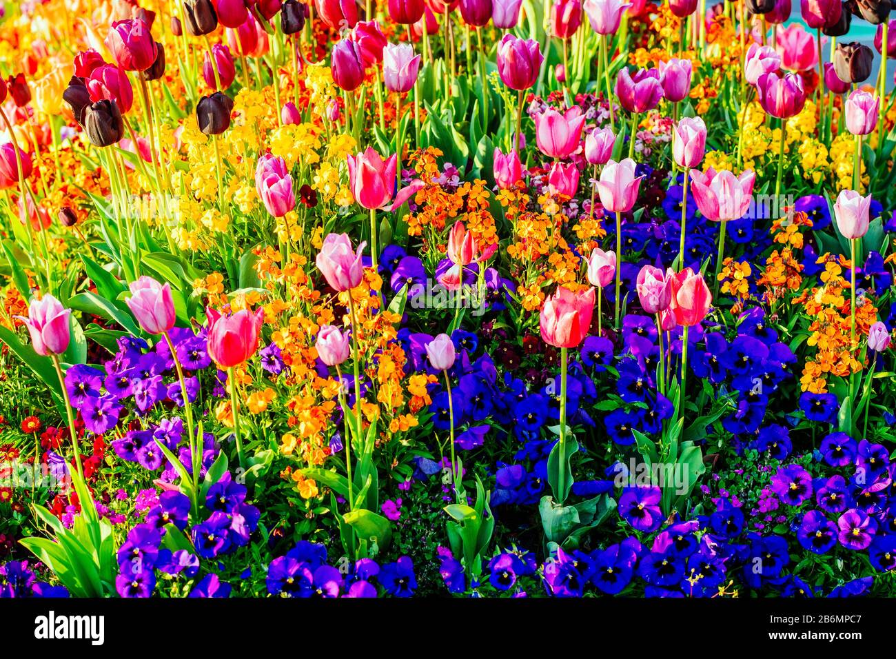 Gros plan sur les tulipes, Victoria (Colombie-Britannique), Canada Banque D'Images