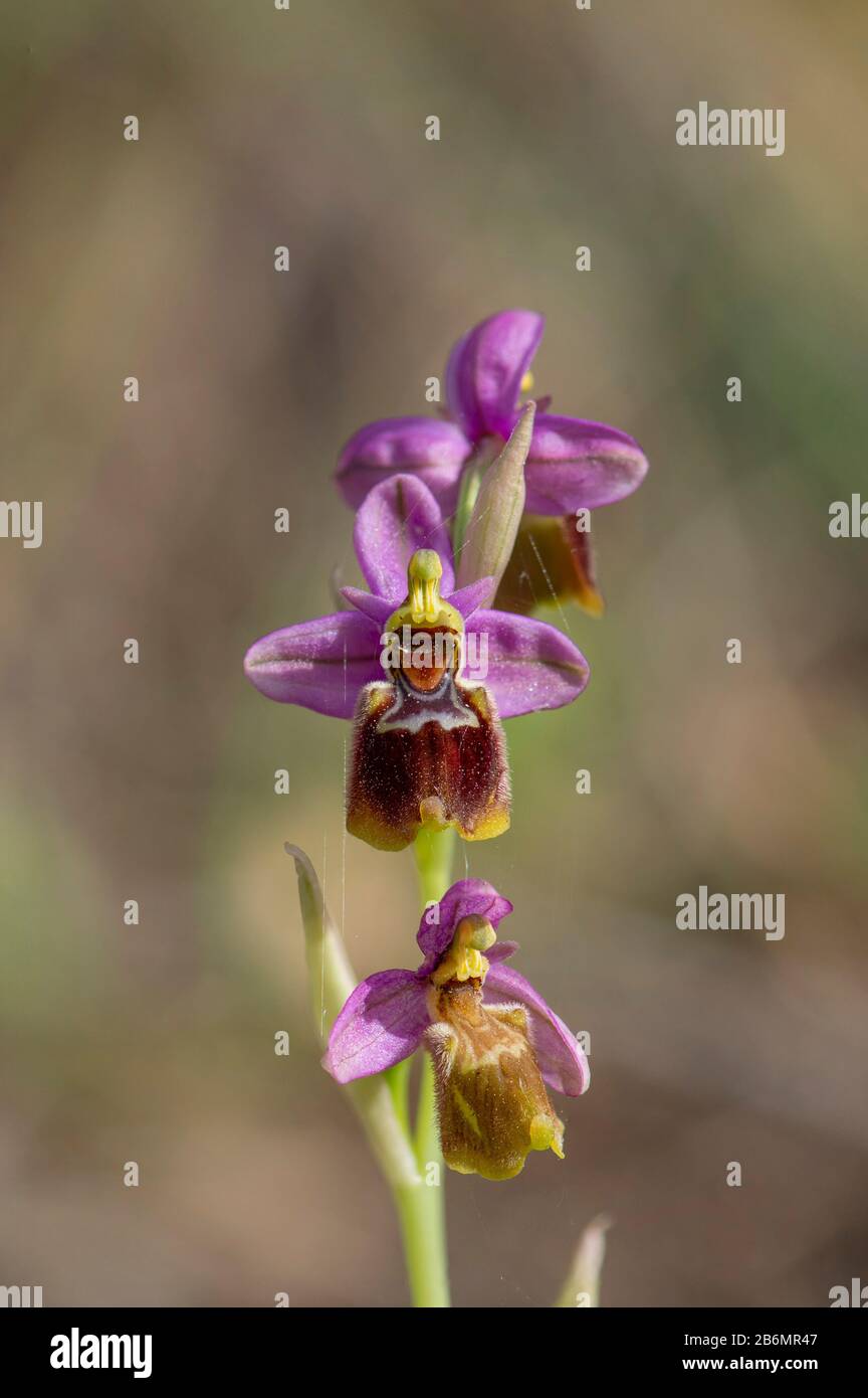Orchidée hybride, Ophrys x peltieri, Ophrys tenthrédinifera x Ophrys Scolopax, Andalousie, Espagne. Banque D'Images