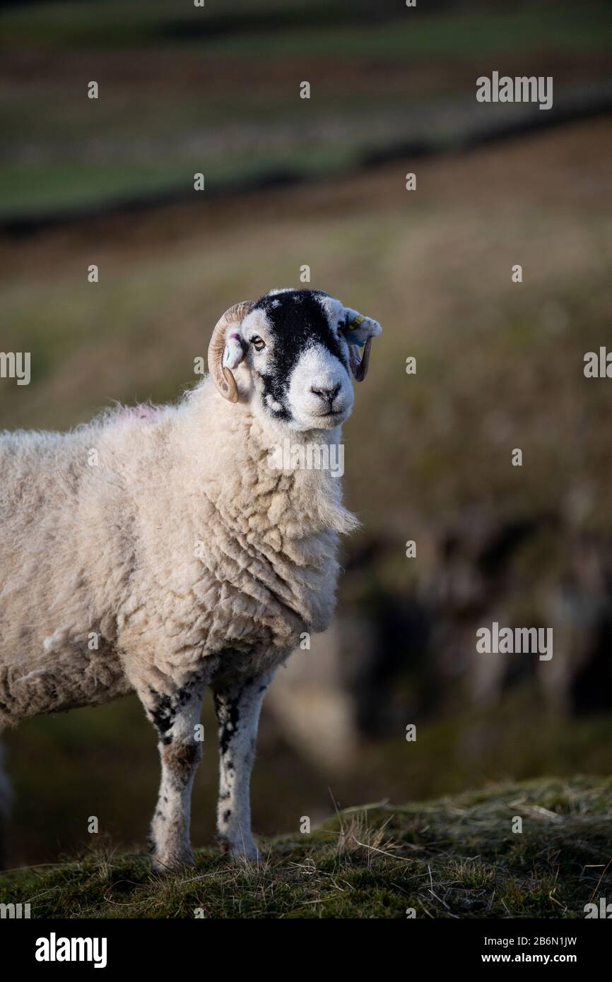 Les brebis de Swaledale mangeaient du foin sur les landes en hiver. North Yorkshire, Royaume-Uni. Banque D'Images