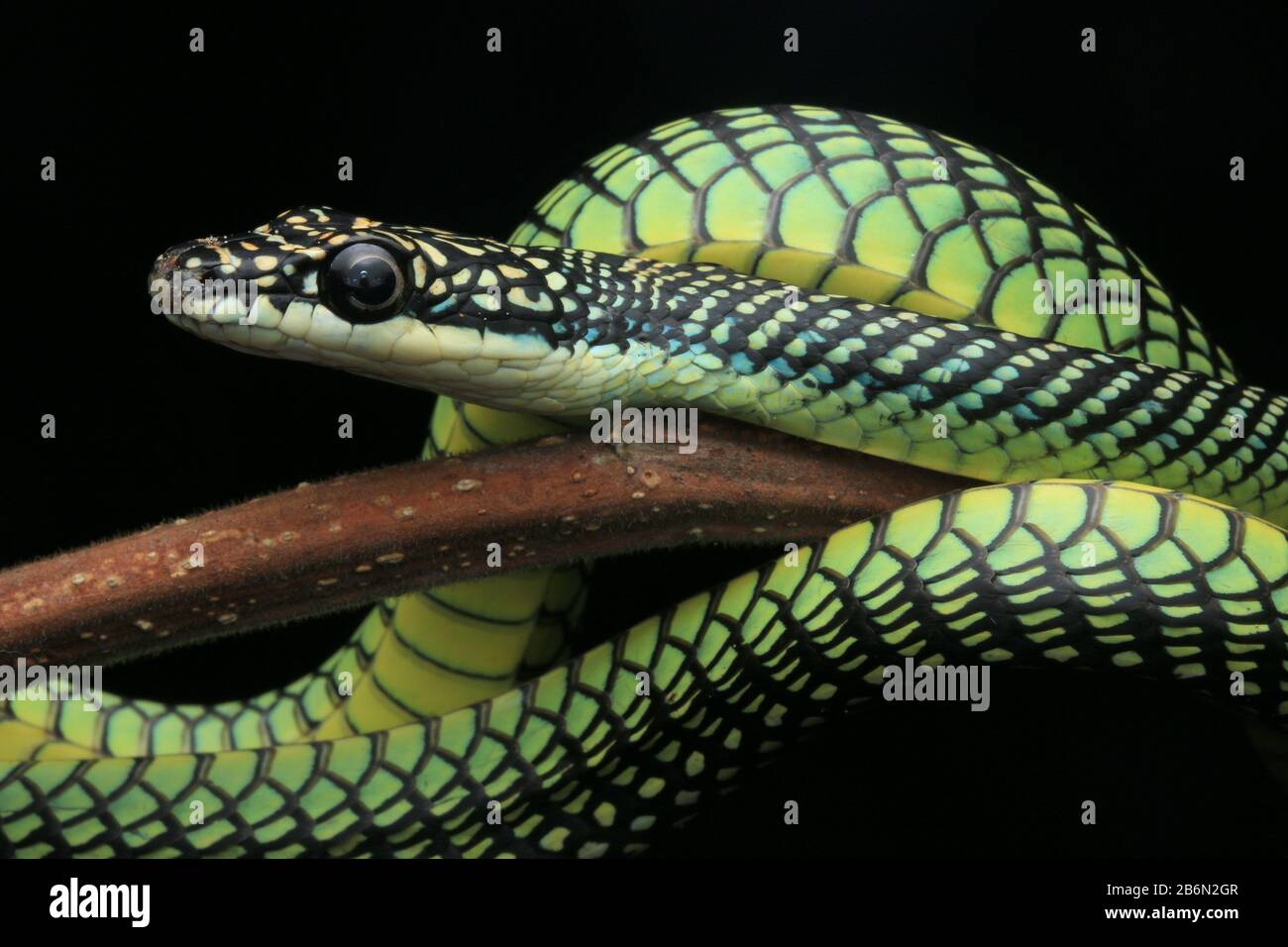 Serpent Volant Paradis, Chrysopelea Paradisi Banque D'Images