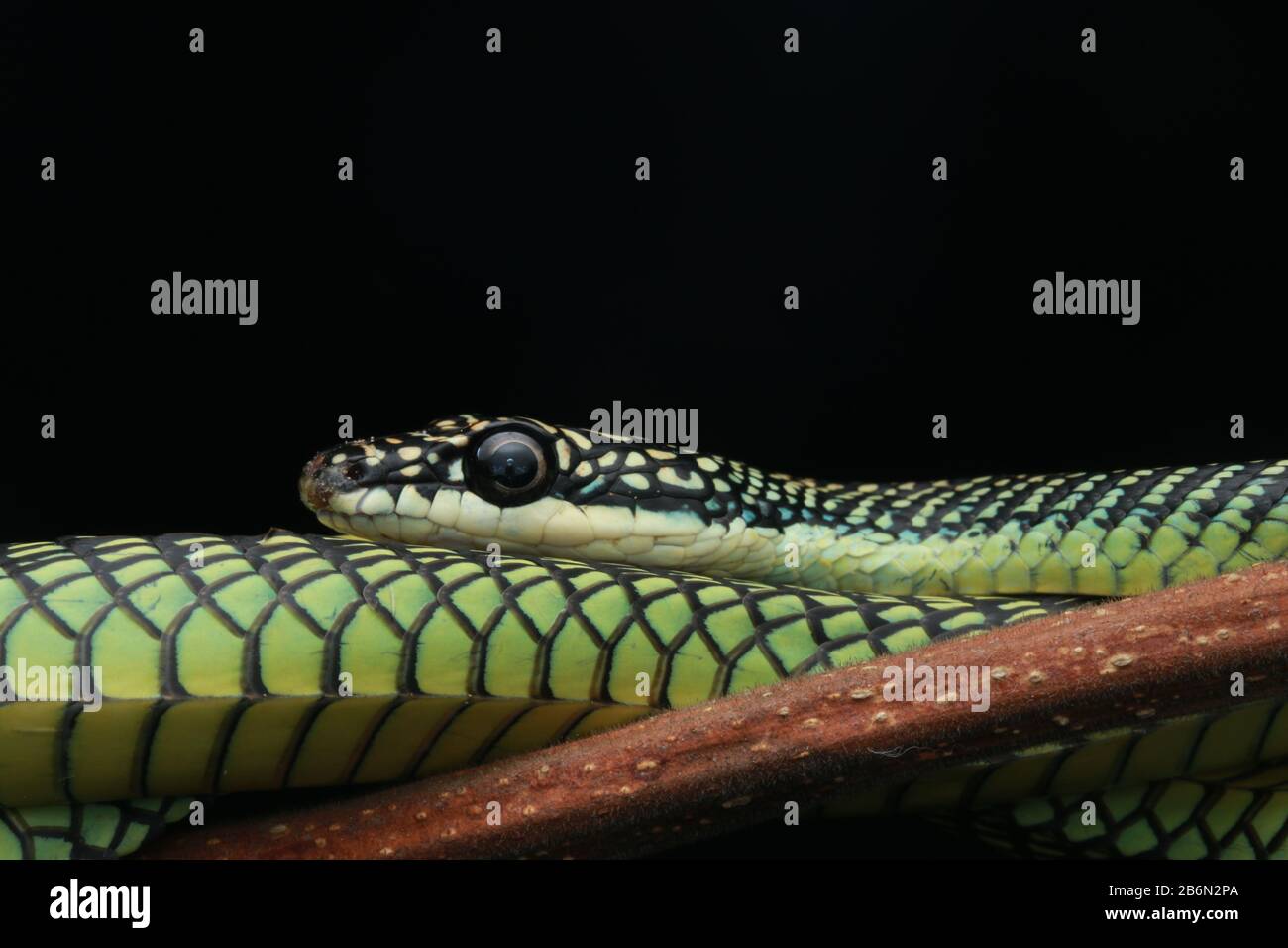 Serpent Volant Paradis, Chrysopelea Paradisi Banque D'Images