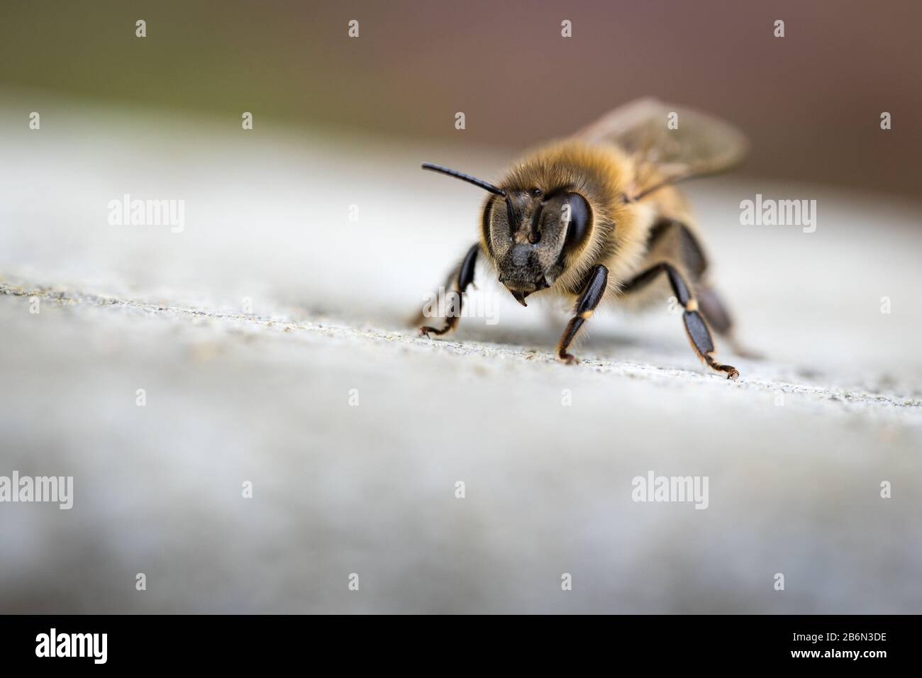 Honigbiene (apis mellifera), Europäische Honigbiene, Biene, détail, gros plan, macro, Herbst, Bestäuber, niveau, draussen, tagsüber, selektive Schärfe Banque D'Images