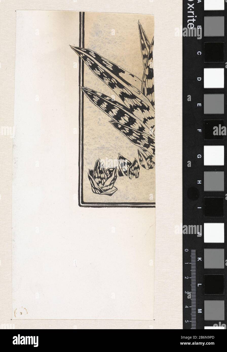 Fragment van een studie van een vetplant Fragment van een studie van een vetplant Type d'objet : tekening Objectnummer: RP-T-1954-517 Fabricant : dessinateur: Julie de Graag Dating: 1887 - 1924 kenmerken physique: Penseel en pen in zwart Material: Papier techniek: Stylo / penseel Dimensions: H 213 mm × b 100 mm Objet : plantes et herbes (SUCCULENTES) Banque D'Images