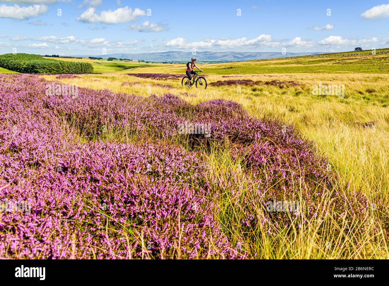 Mountain Biker sur Crosby Ravensworth est tombé dans le Yorkshire Dales, avec Cross est tombé et les North Pennines à l'horizon Banque D'Images Mountain Biker sur Crosby Ravensworth est tombé dans le Yorkshire Dales, avec Cross est tombé et les North Pennines à l'horizon Banque D'Images
