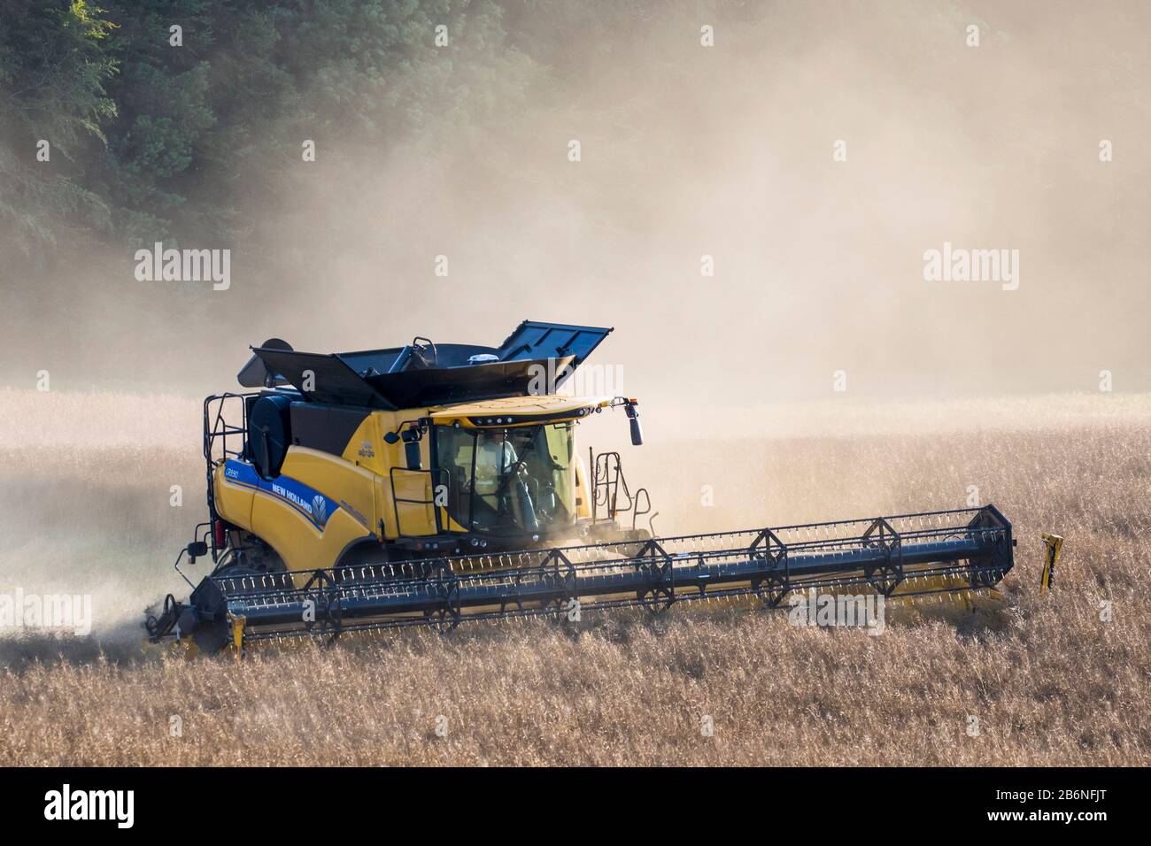 New Holland CR9.90 Moissonneuse-Batteuse récoltant des graines de colza dans les champs en été pour la production d'aliments pour animaux, d'huiles végétales comestibles et de biodiesel Banque D'Images