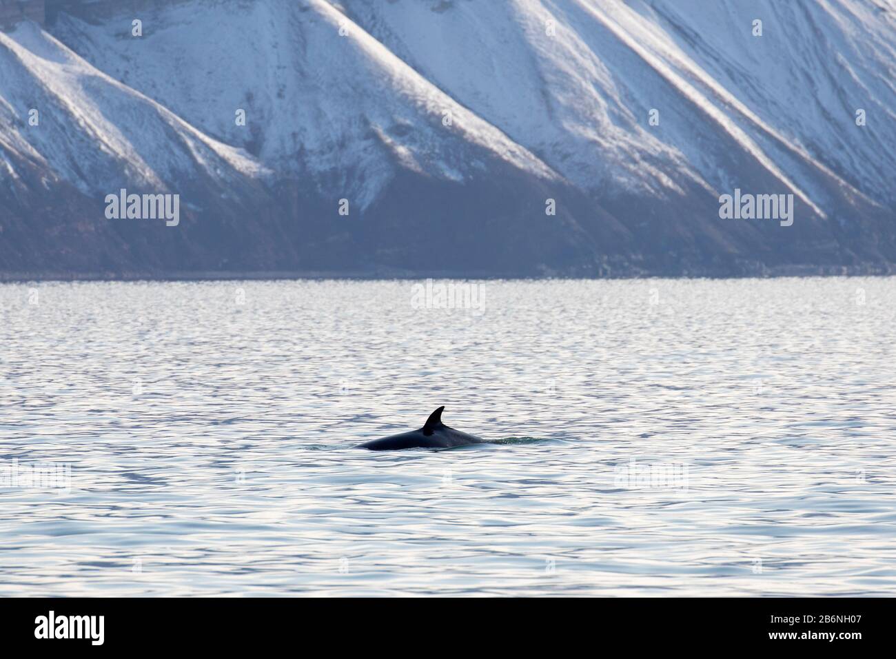 Rorqual du nord / rorqual inférieur (Balaenoptera acutorostrata) montrant la nageoire dorsale en surfaçage en été, Svalbard / Spitsbergen, Norvège Banque D'Images