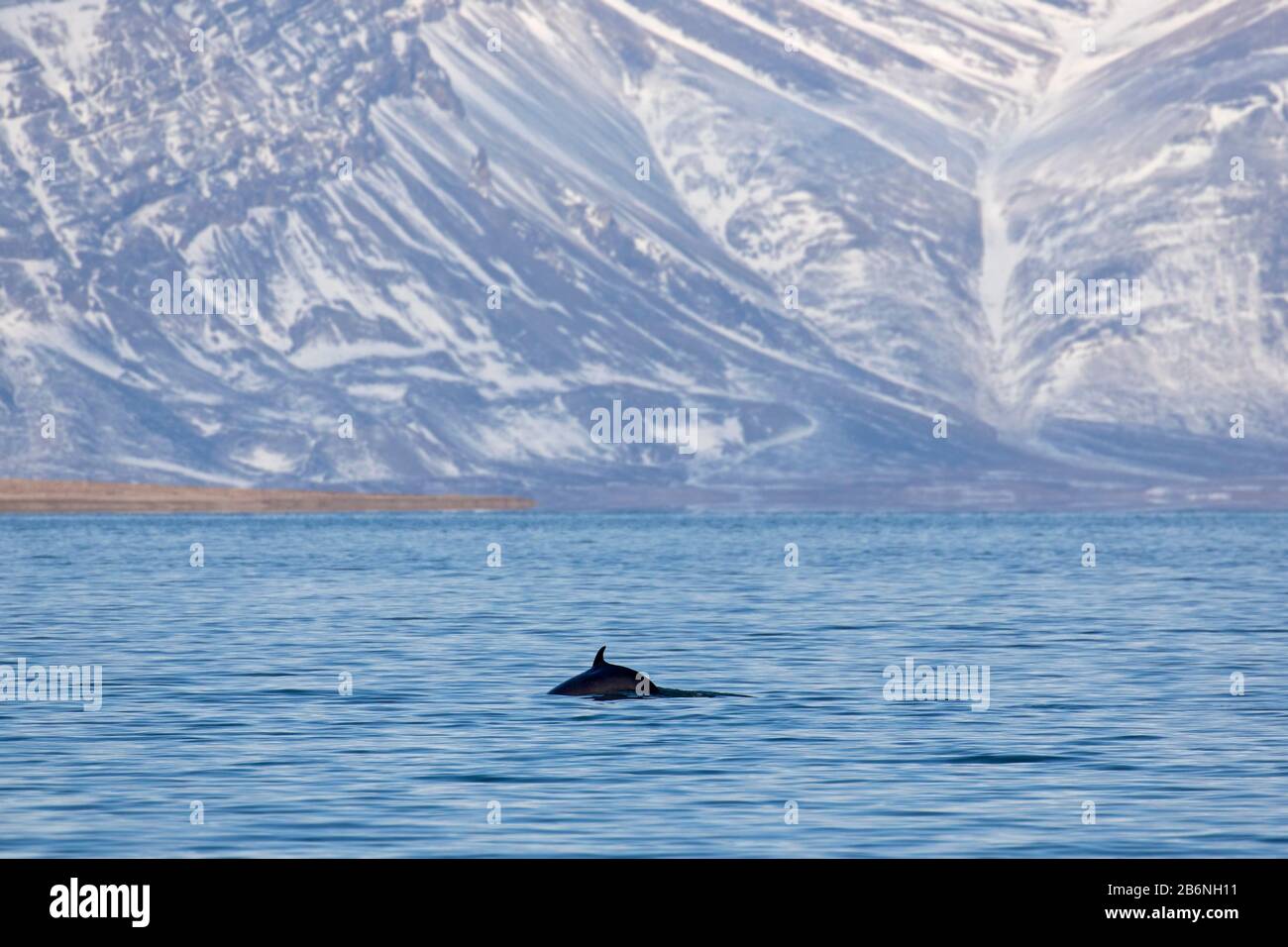 Rorqual du nord / rorqual inférieur (Balaenoptera acutorostrata) montrant la nageoire dorsale en surfaçage en été, Svalbard / Spitsbergen, Norvège Banque D'Images