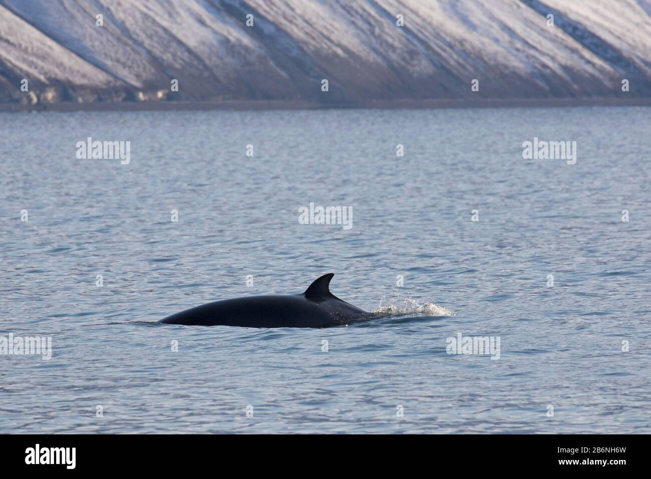 Rorqual du nord / rorqual inférieur (Balaenoptera acutorostrata) montrant la nageoire dorsale en surfaçage en été, Svalbard / Spitsbergen, Norvège Banque D'Images
