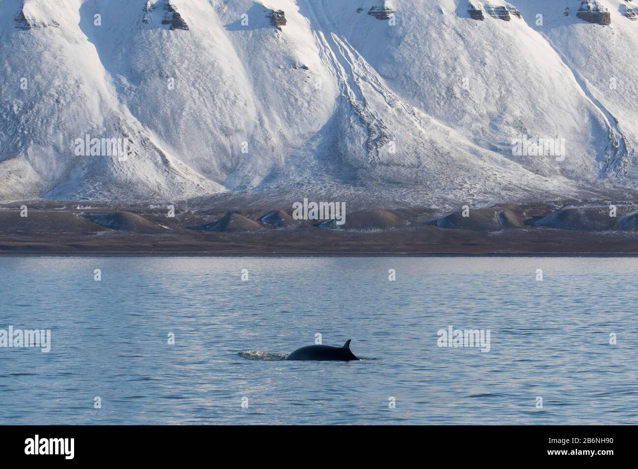 Rorqual du nord / rorqual inférieur (Balaenoptera acutorostrata) montrant la nageoire dorsale en surfaçage en été, Svalbard / Spitsbergen, Norvège Banque D'Images