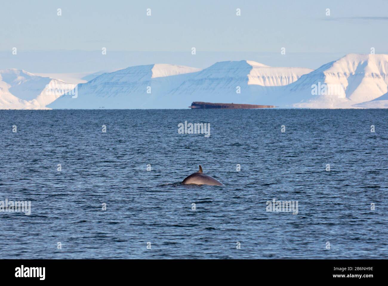Rorqual du nord / rorqual inférieur (Balaenoptera acutorostrata) montrant la nageoire dorsale en surfaçage en été, Svalbard / Spitsbergen, Norvège Banque D'Images
