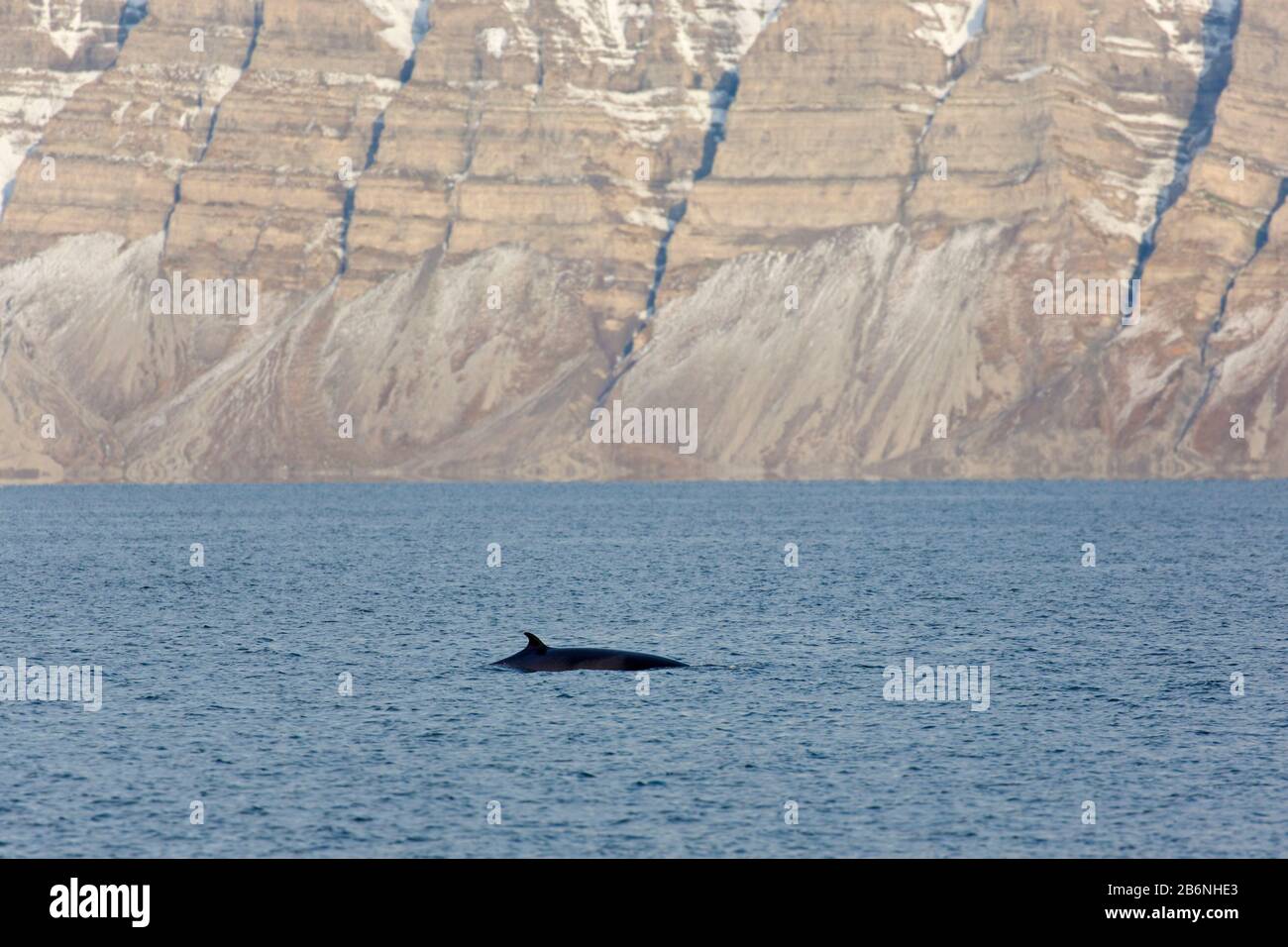 Rorqual du nord / rorqual inférieur (Balaenoptera acutorostrata) montrant la nageoire dorsale en surfaçage en été, Svalbard / Spitsbergen, Norvège Banque D'Images