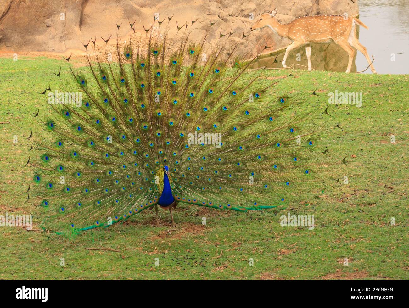 Un paon répand son aile tandis qu'un cerf à pois montre de derrière - photographié dans le parc national de Ranthambhore (Inde) Banque D'Images