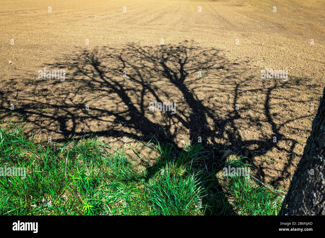 ombre d'un arbre sans feuilles sur un champ non cultivé Banque D'Images