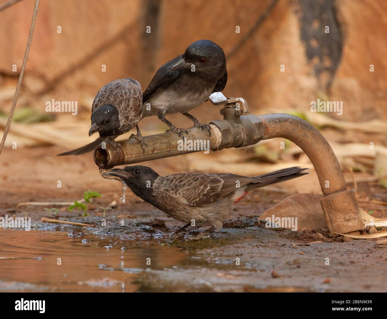 Soif oiseaux boire de l'eau à partir d'un robinet d'eau pendant une journée chaude d'été (Rajasthan, Inde) Banque D'Images