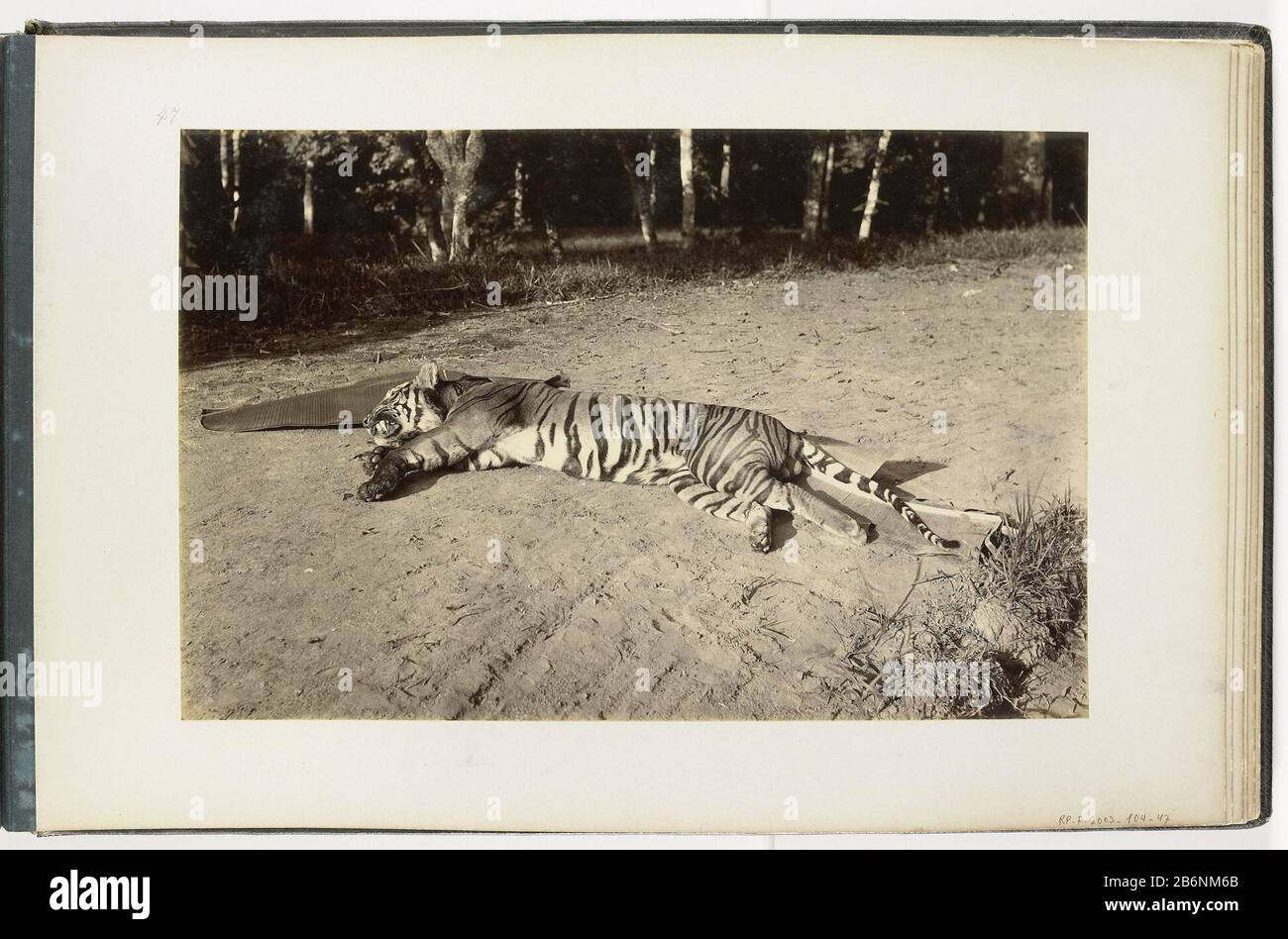 Gedode Bengaalse tijger dans Boeloeh-Tjina, Sumatra Déze foto maakt deel uit van een album. Fabricant : fotograaf: H. Ernst & CoPlaats fabrication: Sumatra Dating: CA. 1890 - ca. 1900 matériau: Fotopaper karton Techniek: Albuminedruk Dimensions: Foto: H 265 mm × b 355 mmToeliechtingIn de lijst van afbeeldingen wordt déze foto beschreven met de woorden Königstiger in Boeloeh-Tjina. Objet: Bêtes de proies, animaux prédateurs: Tueurs de tigerthe ( chasse) Banque D'Images