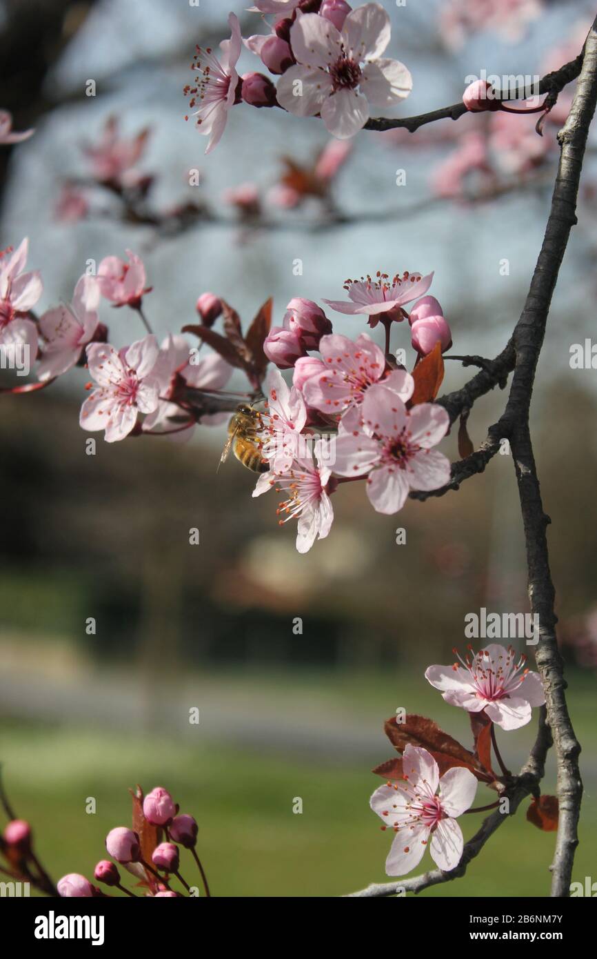 « pring coming » Banque D'Images