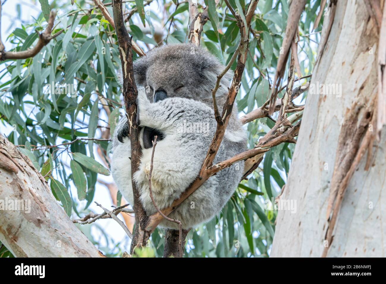 Ours koala ou koala, Phascolarctos cinereus, adulte dormant dans Un arbre D'Eucalyptus, Australie Banque D'Images