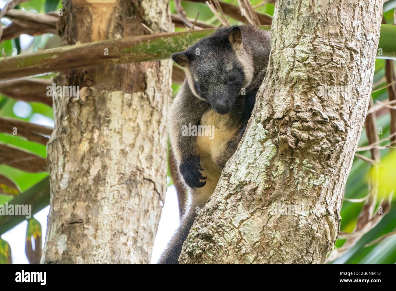 Kangourou d'arbre de Lumholtz, Dendrolagus lumholtzi, adulte dans l'arbre, Atherton Tableland, Queensland, Australie Banque D'Images