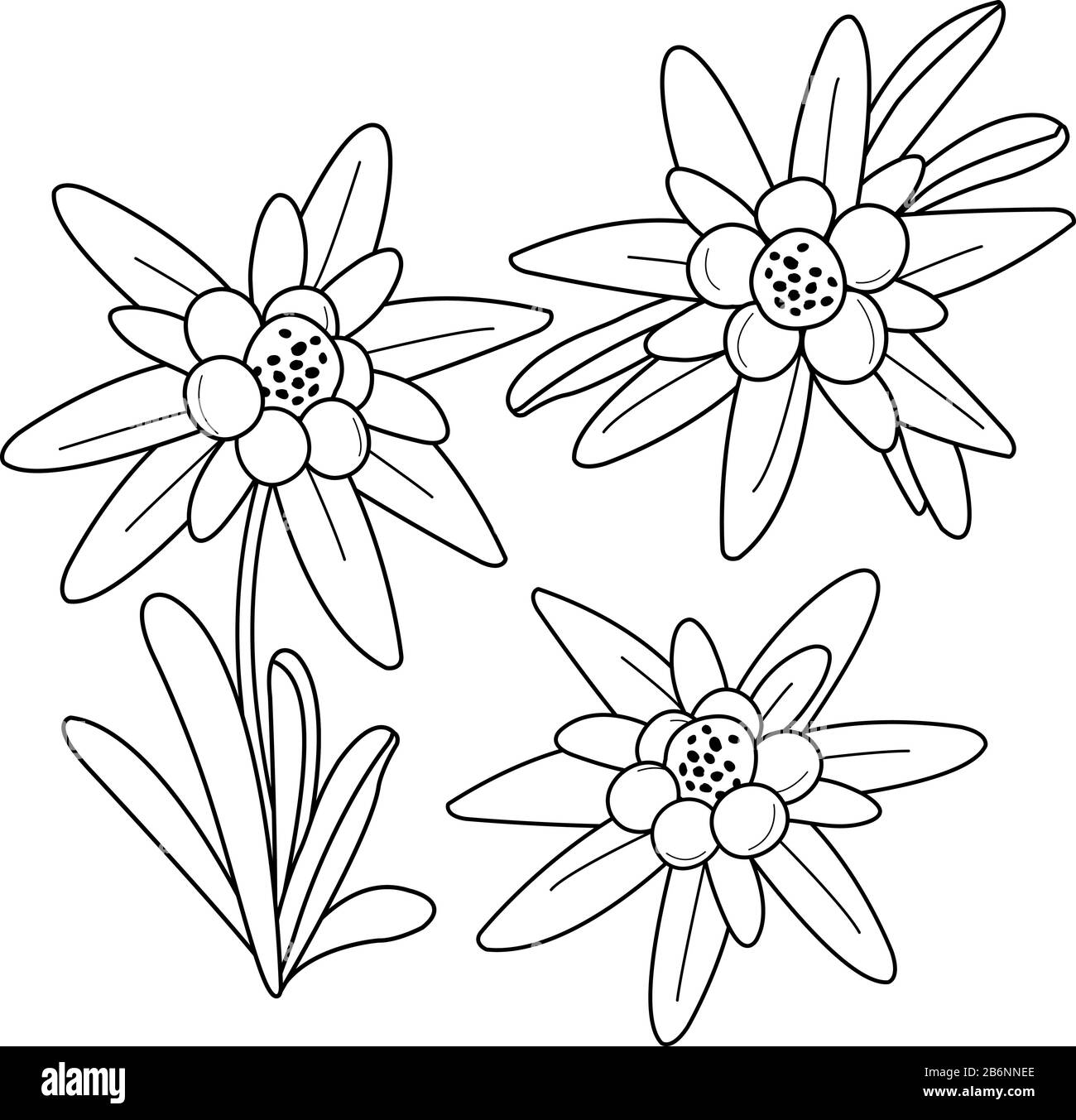Fleurs d'Edelweiss. Fleurs sauvages blanches de montagne. Page de coloriage noir et blanc vectoriel. Illustration de Vecteur