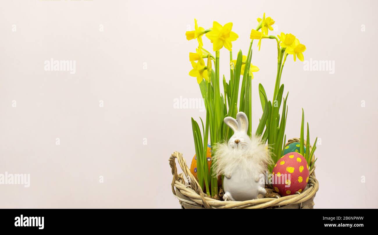 Œufs de Pâques. Œufs blancs dans un panier sur fond blanc. Vue de dessus. Fleurs jaunes. Jonquilles. Bannière. Espace de copie. Placer pour le texte Banque D'Images