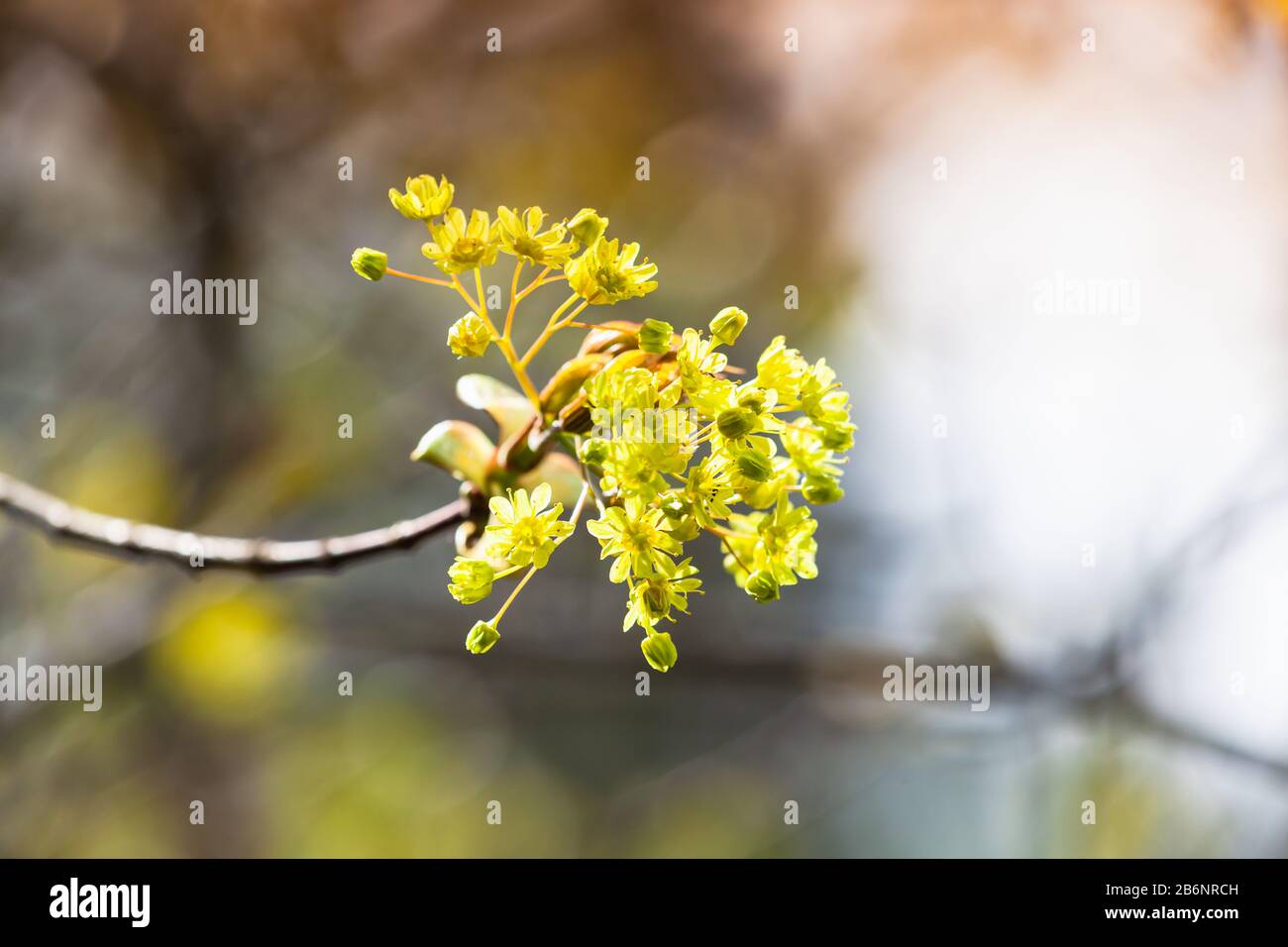 Fleurs de tilleul, branche florissante sur fond flou, photo macro avec mise au point sélective douce Banque D'Images