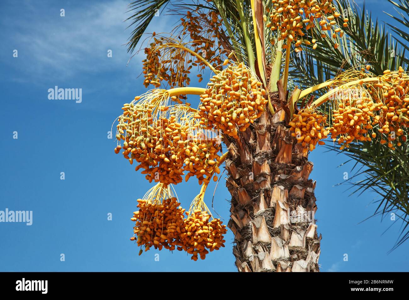 Datissez le palmier avec des fruits immatures de couleur jaune vif. Banque D'Images