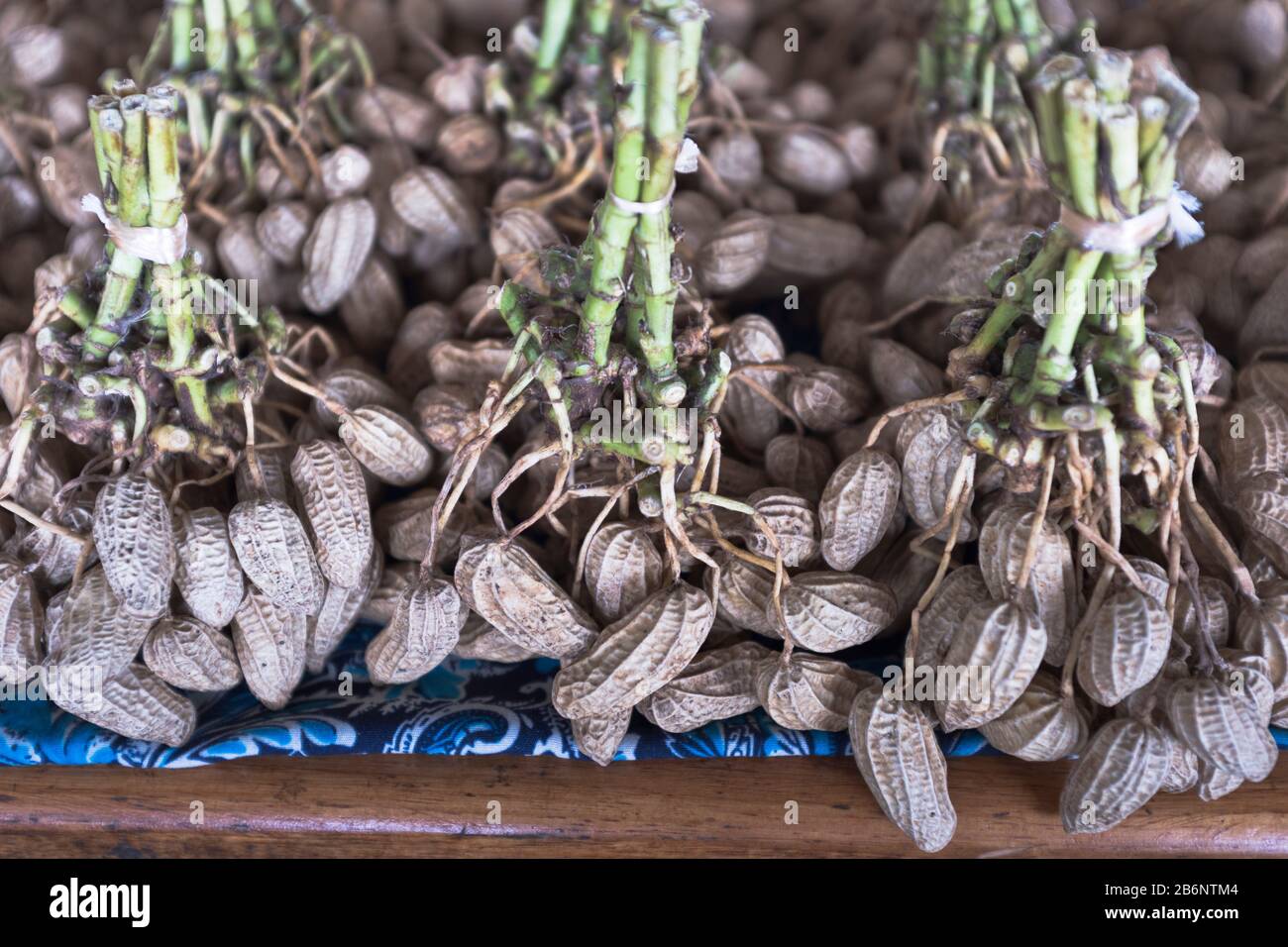 dh PNG Market fruits à coque botte ALOTAU PAPOUASIE NOUVELLE GUINÉE Arachis hypogaea arachides avec racines d'arachide dans la plante de noix de singe coquille Banque D'Images