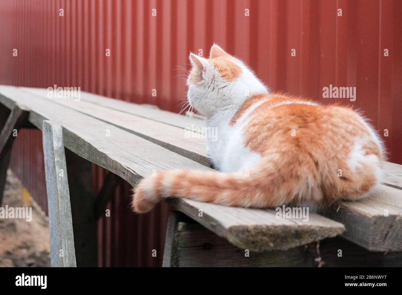 Vue Arriere D Un Chat Blanc Avec Des Taches Rouges Allonge Dans Une Posture Tendue D Un Chasseur Le Chat Se Trouve Sur De Vieux Panneaux En Bois Contre Le Mur De La Tole