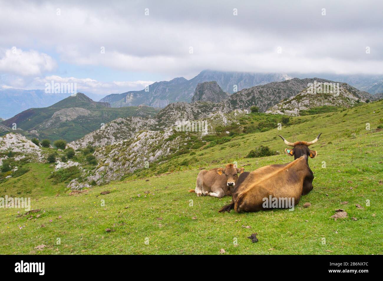 Cangas De Onis, Asturies/Espagne ; 05 Août 2015. Vaches dans les lacs de Covadonga dans le parc national de Picos de Europa. Banque D'Images