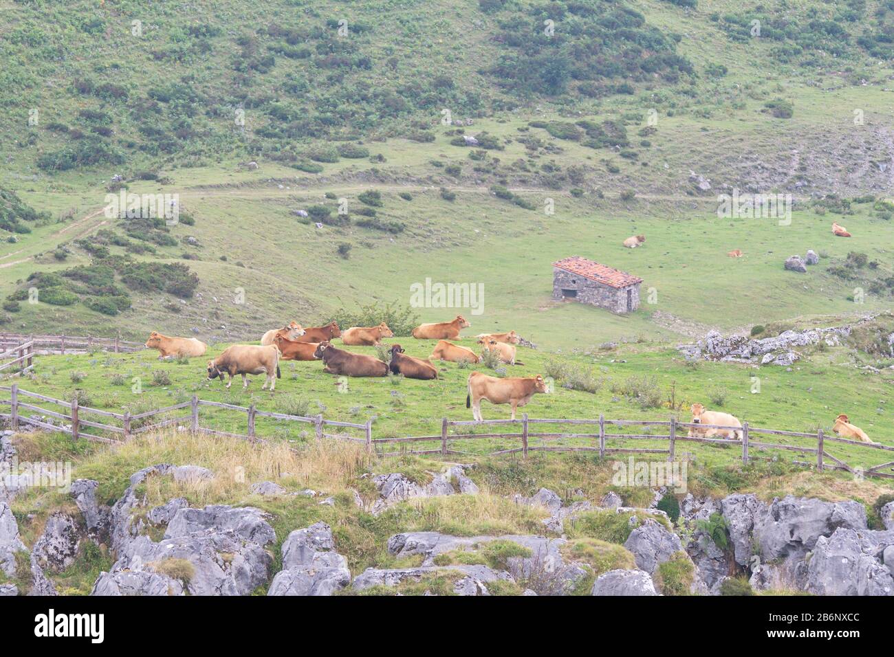 Cangas De Onis, Asturies/Espagne ; 05 Août 2015. Vaches dans les lacs de Covadonga dans le parc national de Picos de Europa. Banque D'Images