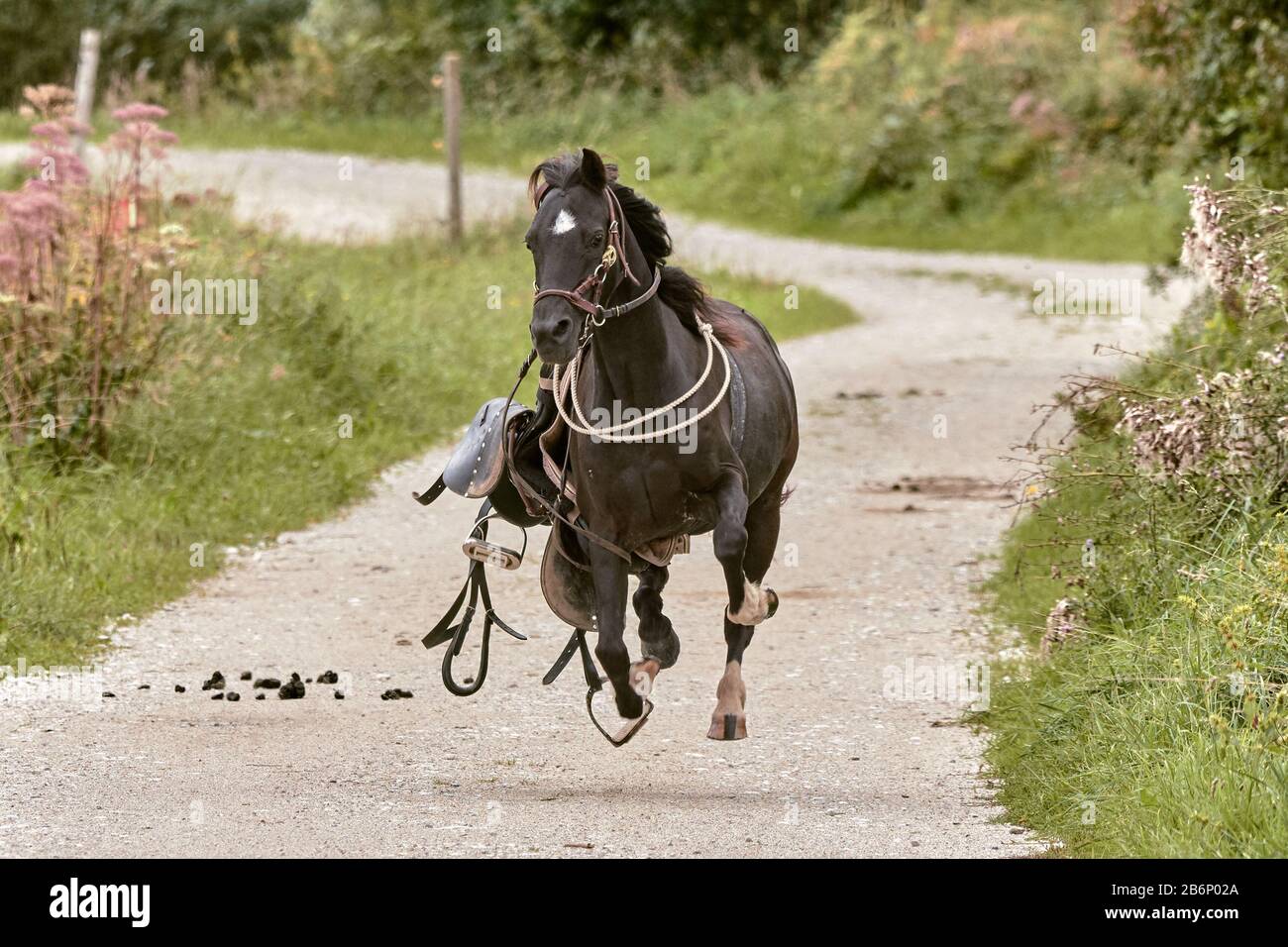 Un cheval s'est échappé vers la caméra sur une route de terre Banque D'Images