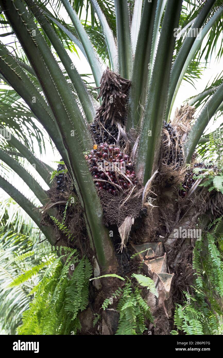 dh PNG huile de palme Industrie ALOTAU PAPOUASIE NOUVELLE GUINÉE fruits de palmier en plantation Banque D'Images