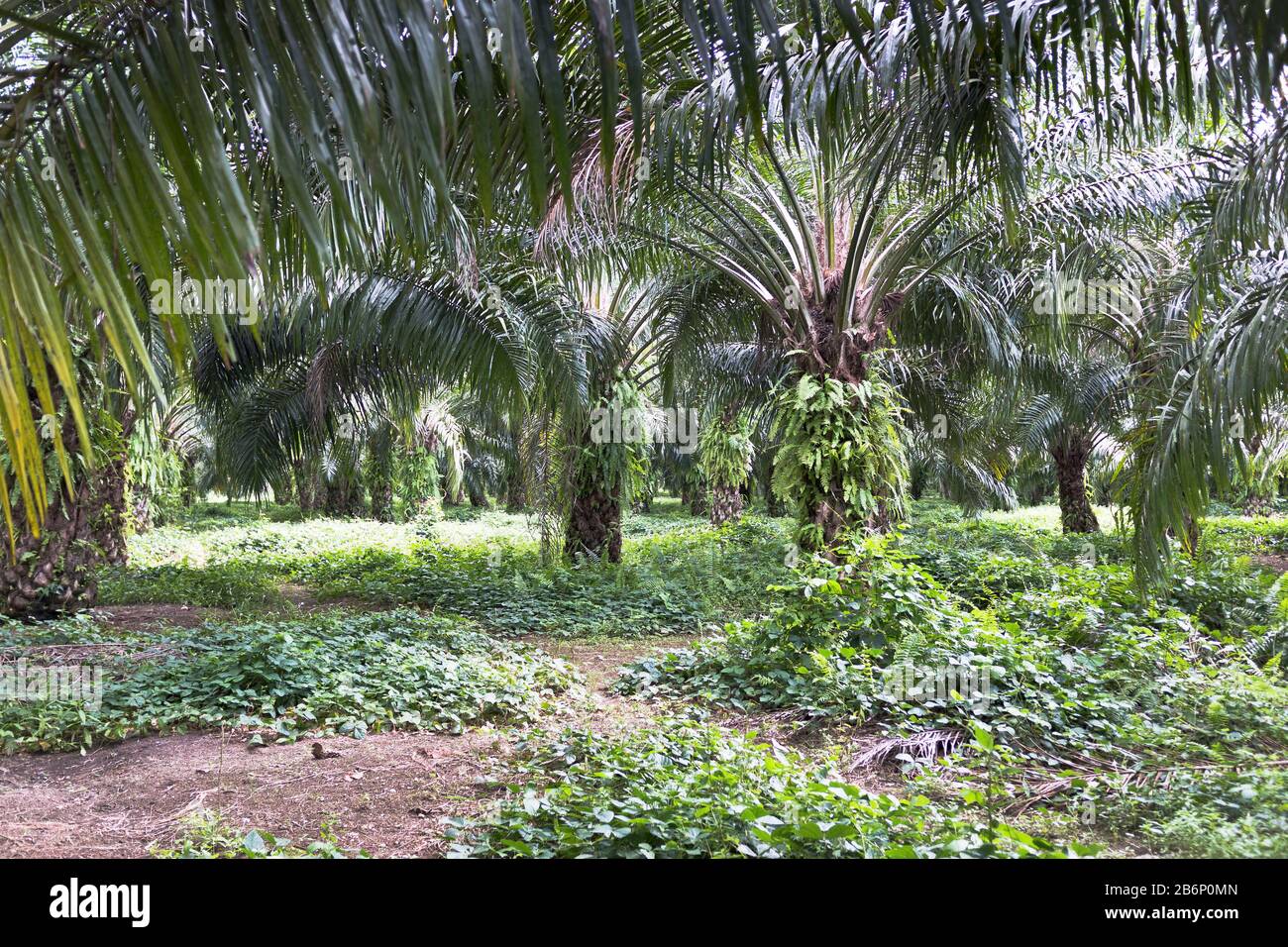 dh PNG Industrie de l'huile de palme ALOTAU PAPOUASIE NOUVELLE GUINÉE palmiers dans les plantations forêt de déforestation Banque D'Images