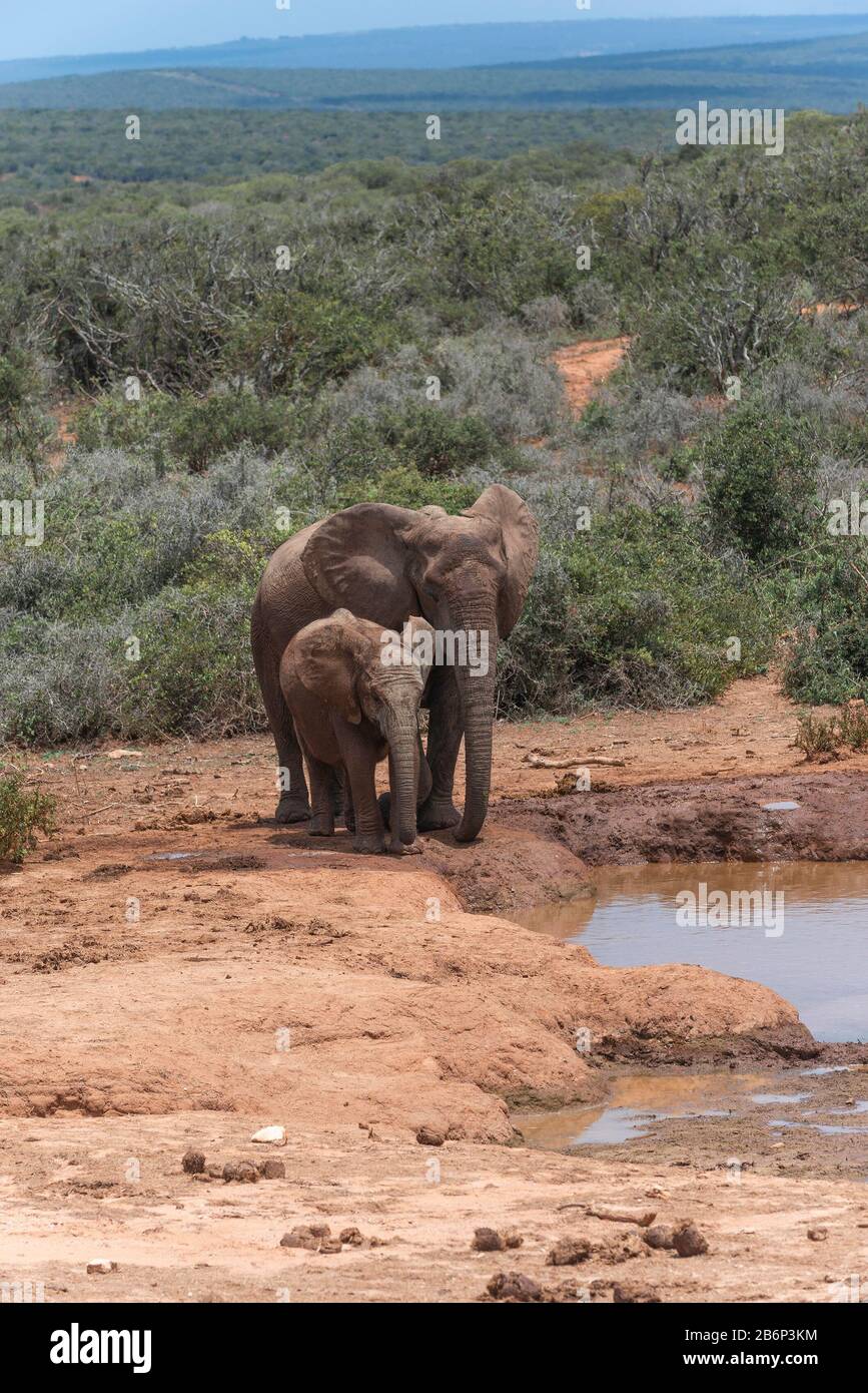 Une mère d'éléphant et un jeune se tenant dans un trou d'eau ou un bac d'eau montrant le paysage du parc national Addo Elephant, le Cap oriental, Afrique du Sud Banque D'Images