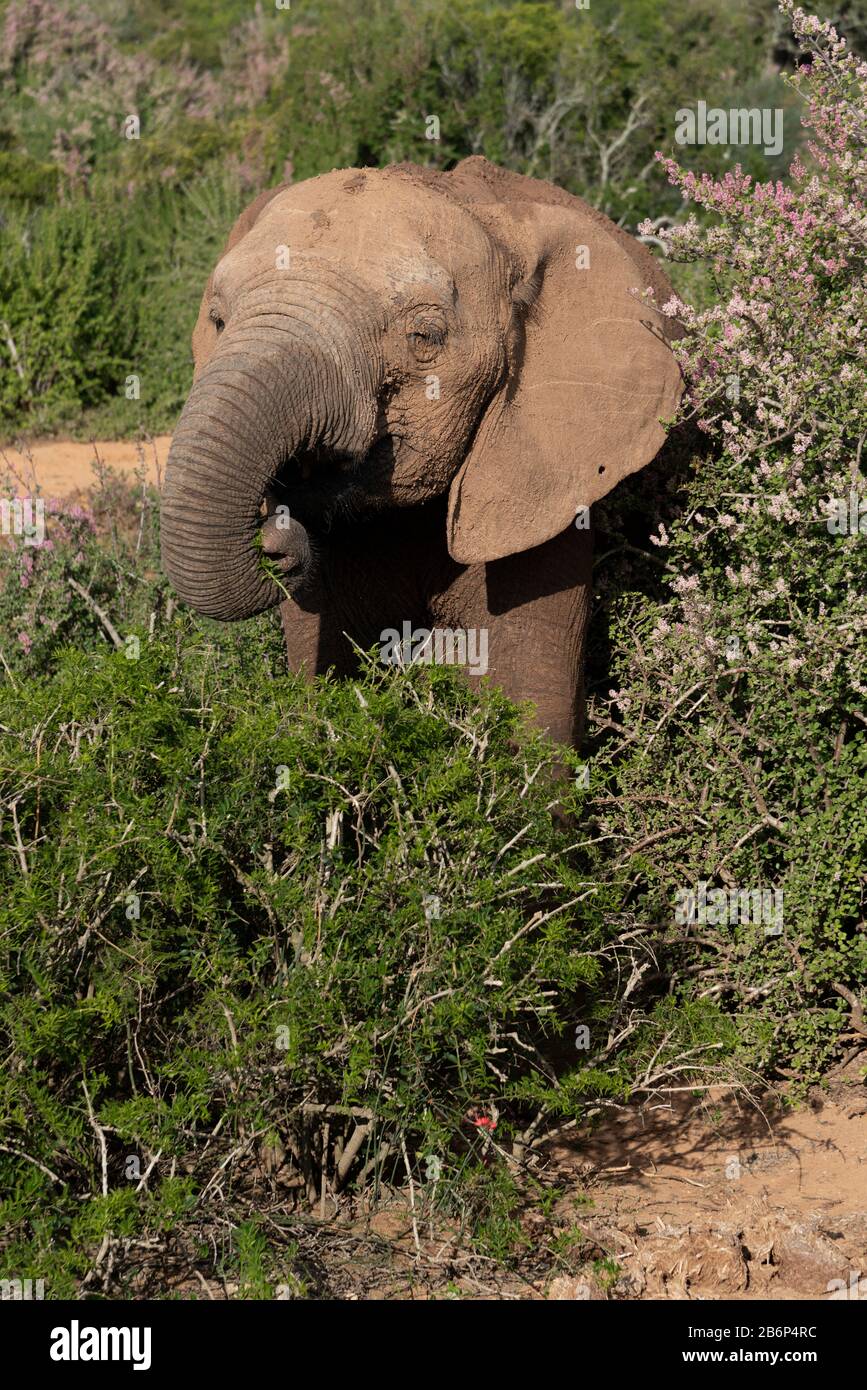 L'éléphant mangeant dans le bush au parc national Addo Elephant, au Cap oriental, en Afrique du Sud Banque D'Images