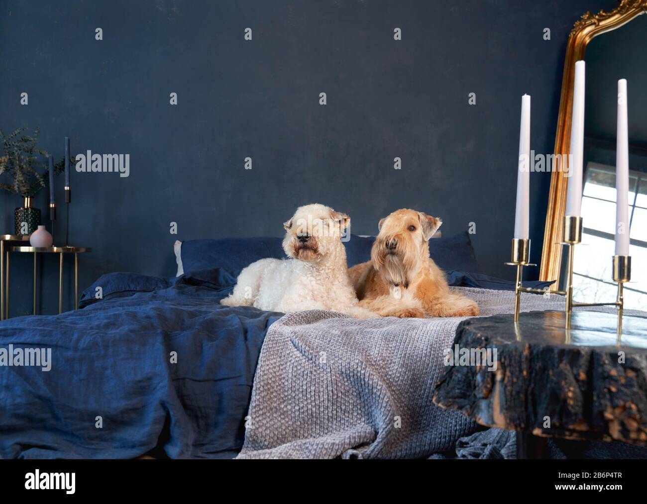 Les chiens aux cheveux bouclés se trouvent sur le lit de l'appartement Banque D'Images