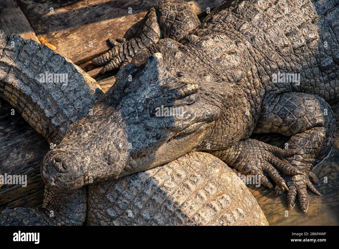 Crocodiles sur une ferme de crocodiles Banque D'Images