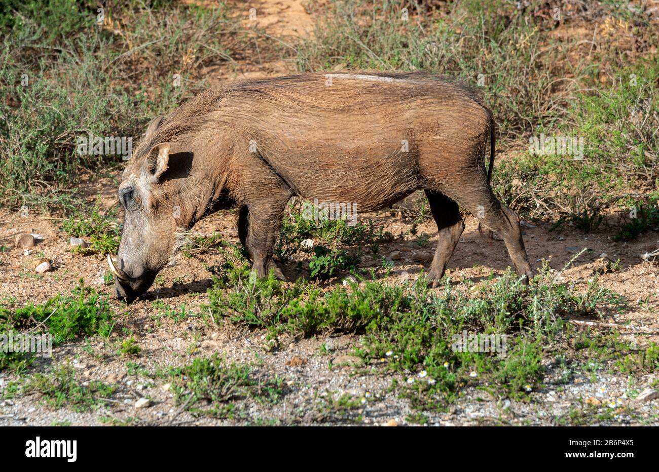 Warthog (Phacochoerus africanus) paître dans le parc national de l'éléphant d'Addo, Cap-Oriental, Afrique du Sud Banque D'Images