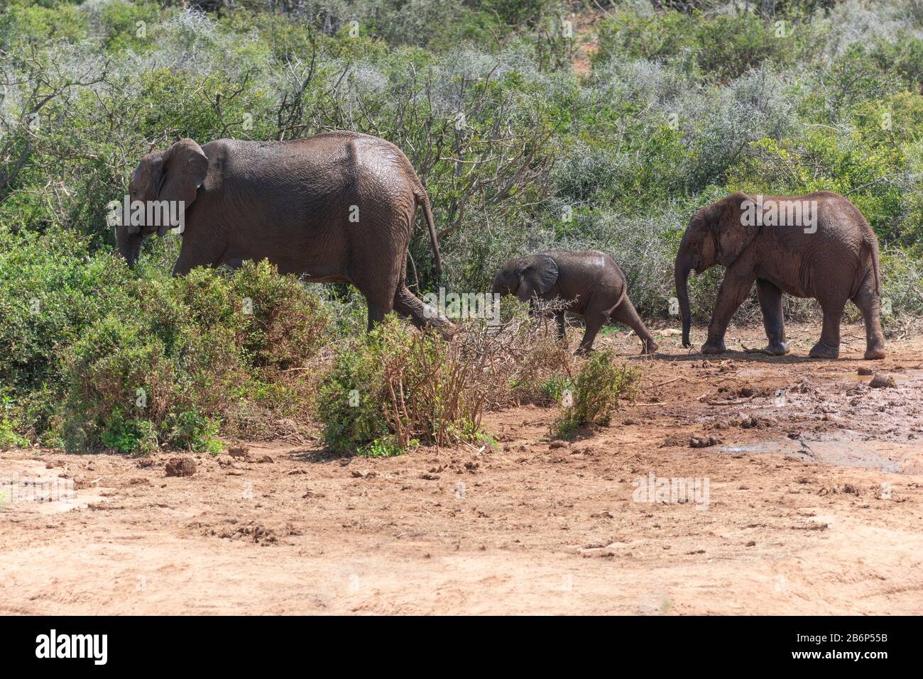 Famille des éléphants marchant dans le bush et loin d'un trou d'eau où ils ont refroidi dans le parc national Addo Elephant, le Cap oriental, Afrique du Sud Banque D'Images