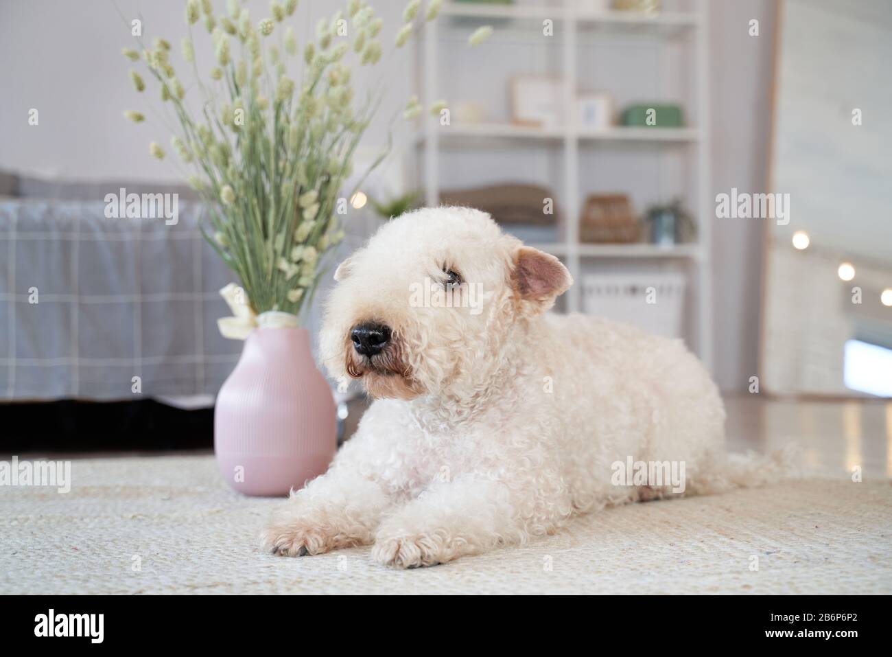 Chien bourré situé dans l'appartement Banque D'Images