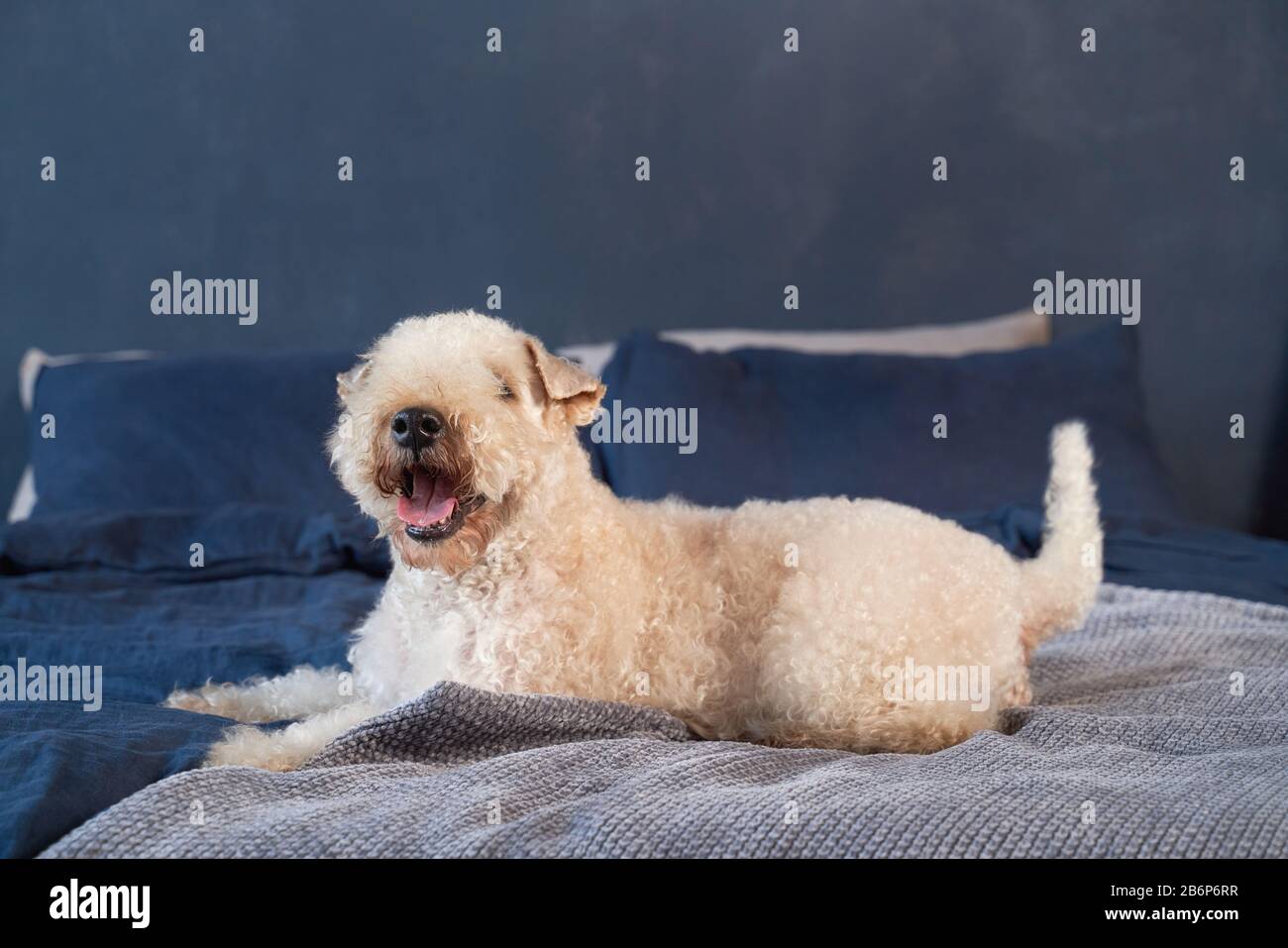 Les chiens aux cheveux bouclés se trouvent sur le lit de l'appartement Banque D'Images
