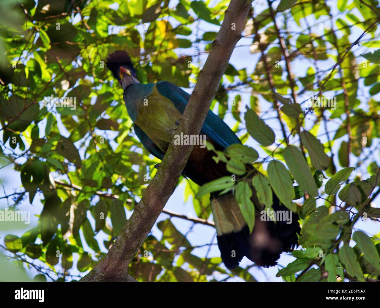 Le plus grand de la famille Turaco, le Grand Blue Turaco est un oiseau de la haute verrière et pas aussi vocal que les autres membres de cette famille colorée Banque D'Images