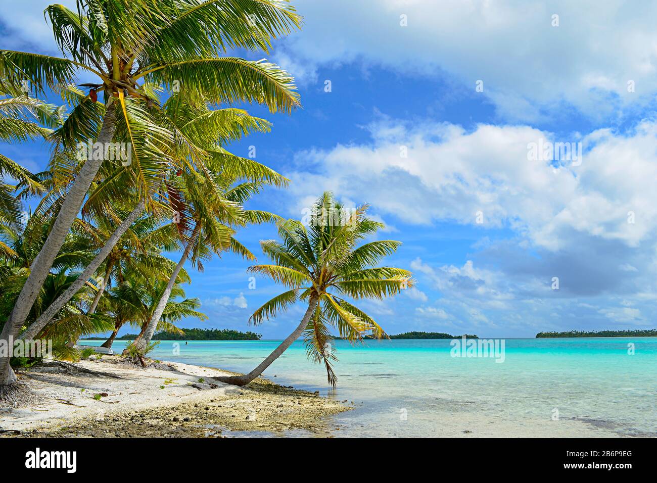 Palmier suspendu sur une plage de sable blanc tropical avec une mer bleue dans le lagon de l'archipel de Tahiti Polynésie française dans l'océan Pacifique. Banque D'Images